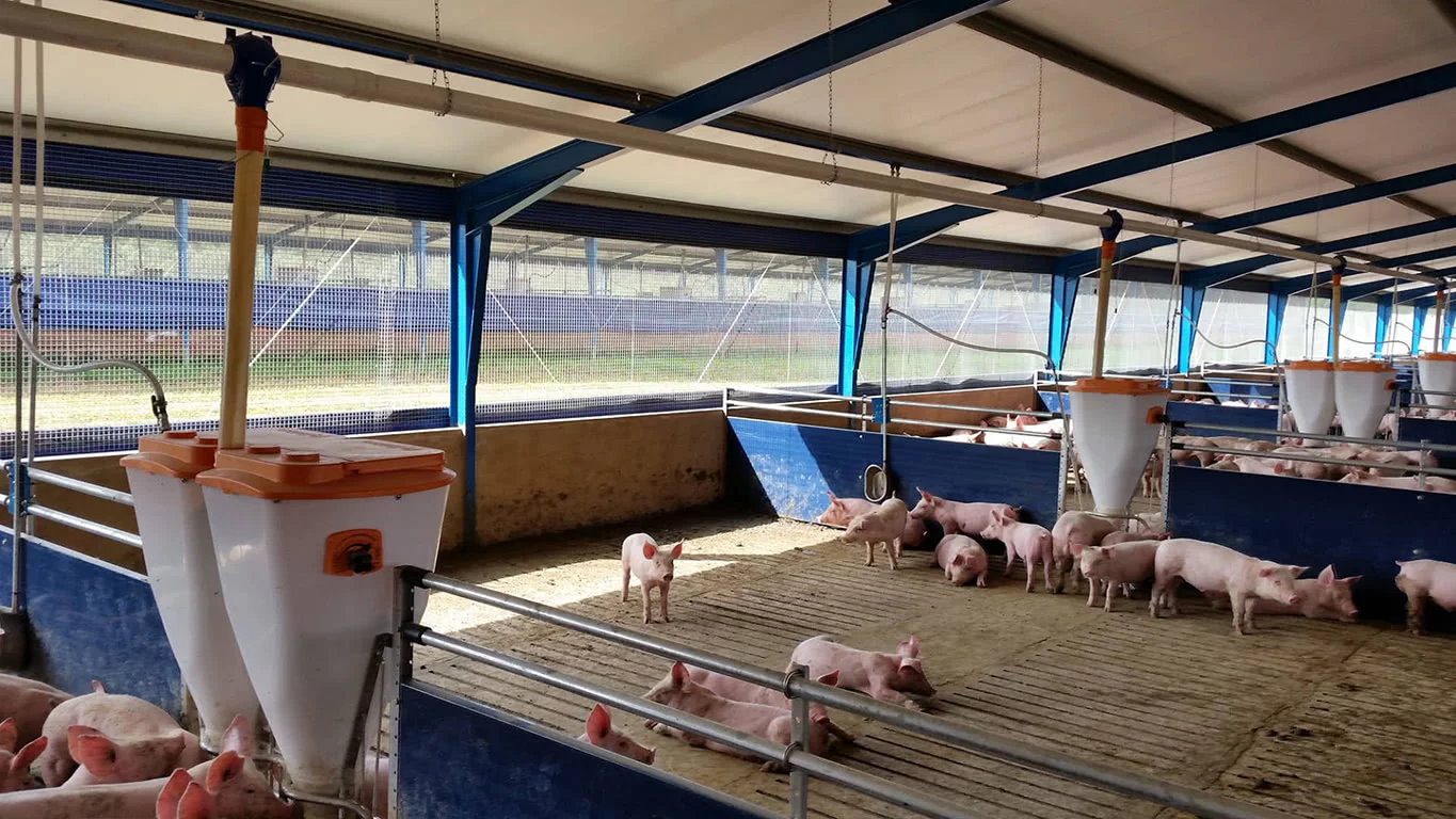 Light Steel Structure Pig Farm House