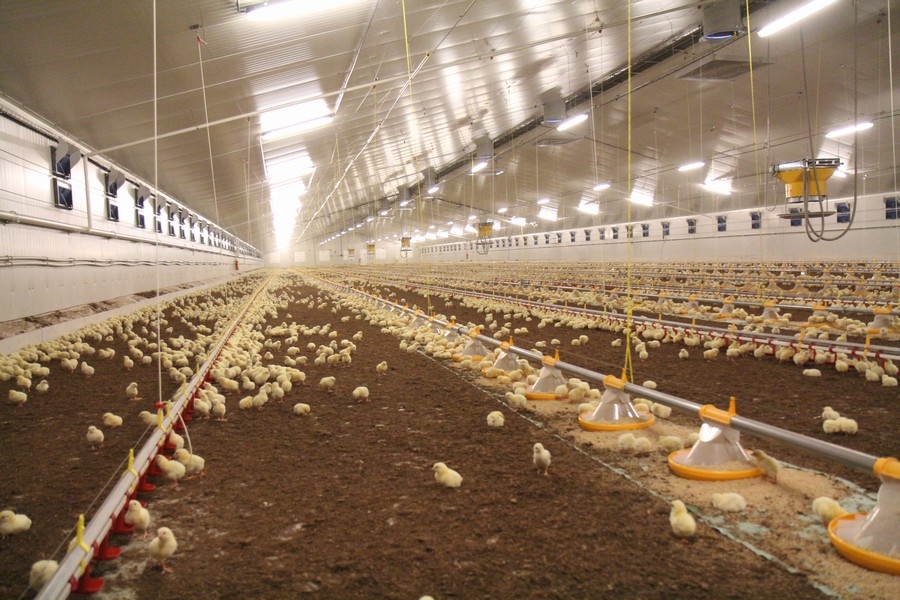 Steel Structure Poultry Feed Mill Plant